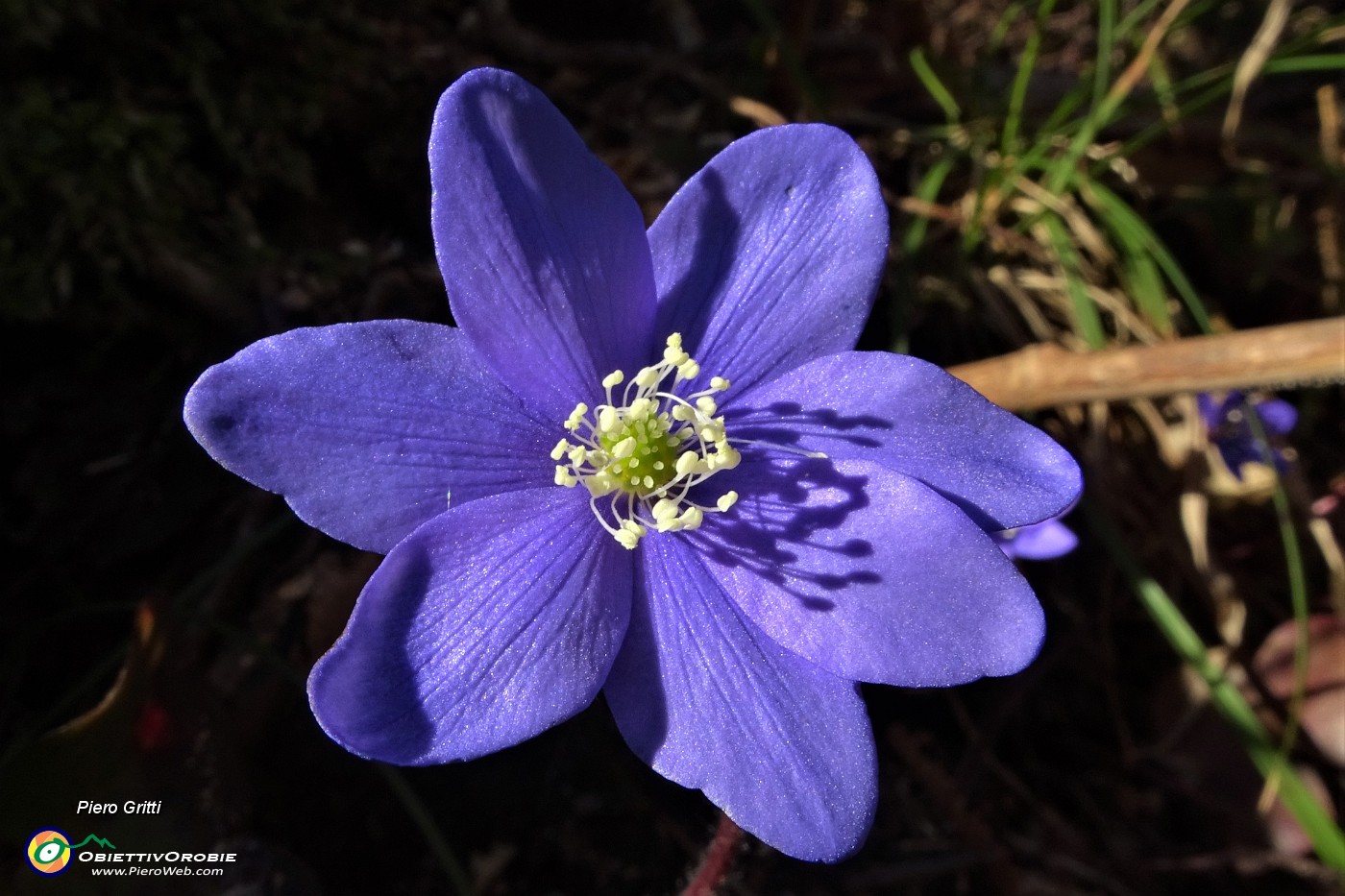 21 Erba trinita (Hepatica nobilis).JPG